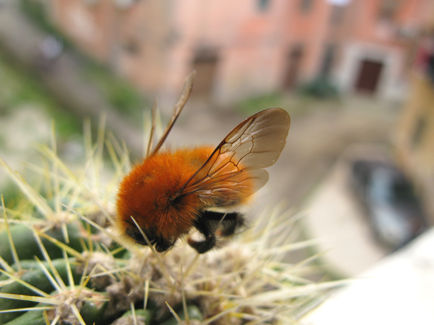 Bombus sp.